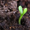 Здоровый субстрат и почвы – залог успеха сельского хозяйства