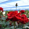 Європейський ринок наповнений червоними трояндами