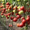 Ексклюзивні томати від  «Кітано Сідз» — можливість більшого заробітку!