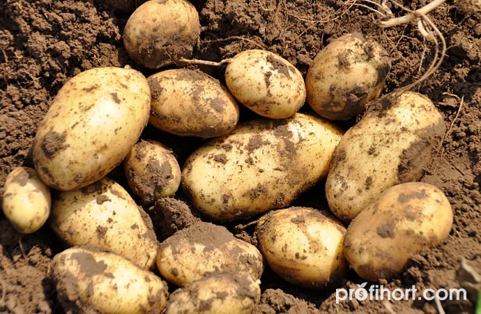 Світовий ринок картоплі