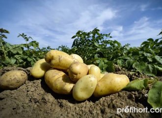 Засуха впливає на урожай картоплі по всій Європі