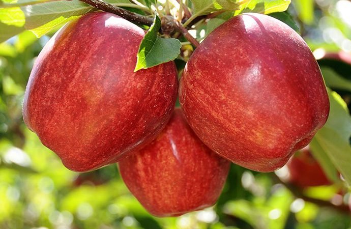 Прогноз комерційного виробництва яблук у ЄС на 2019/2020 МР