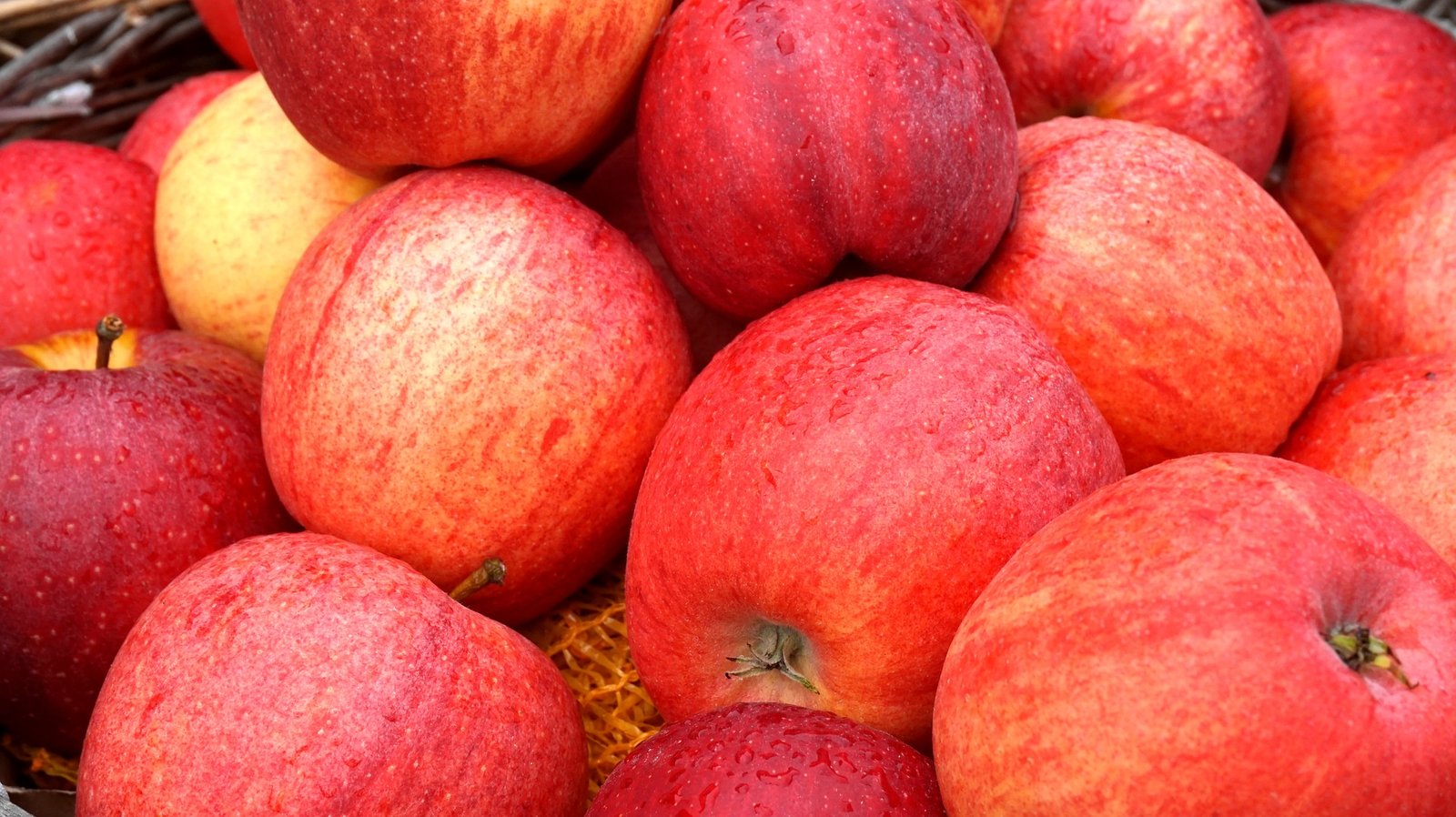 Сорт красных осенних яблок Шафран